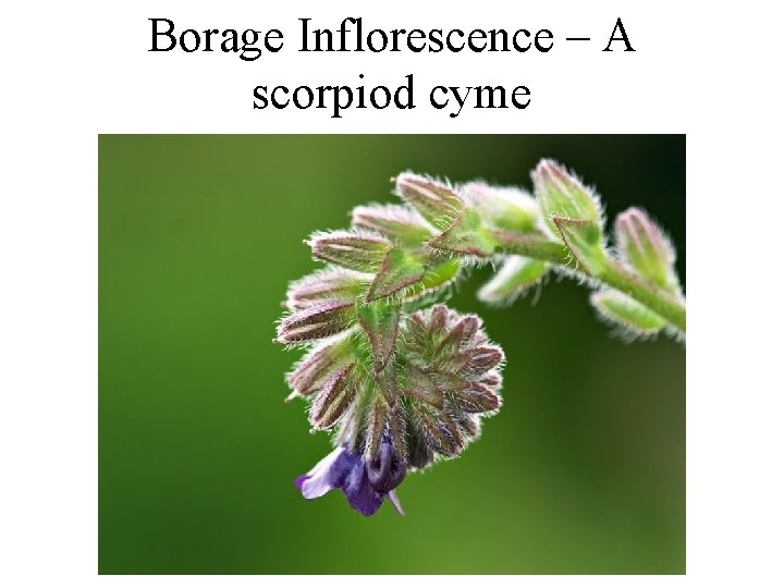 Borage Inflorescence – A scorpiod cyme 