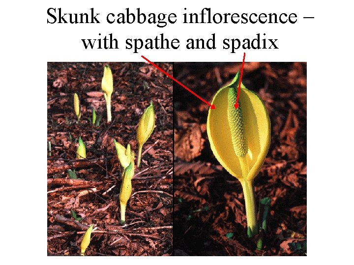 Skunk cabbage inflorescence – with spathe and spadix 