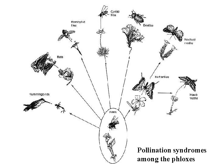 Pollination syndromes among the phloxes 