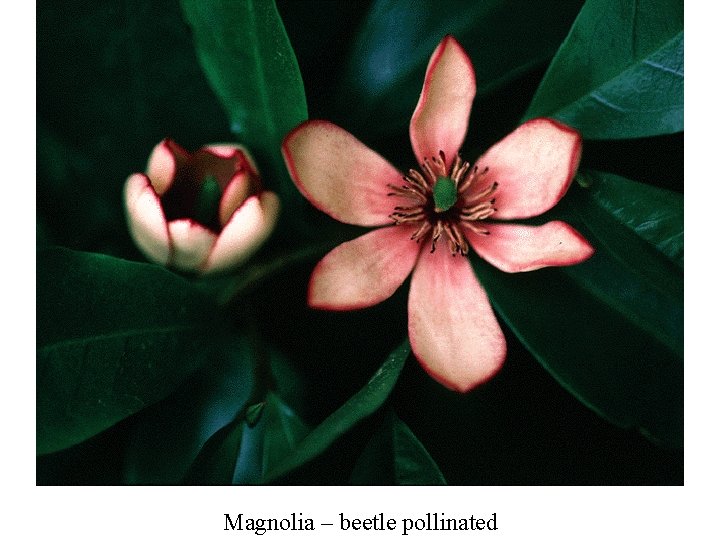 Magnolia – beetle pollinated 