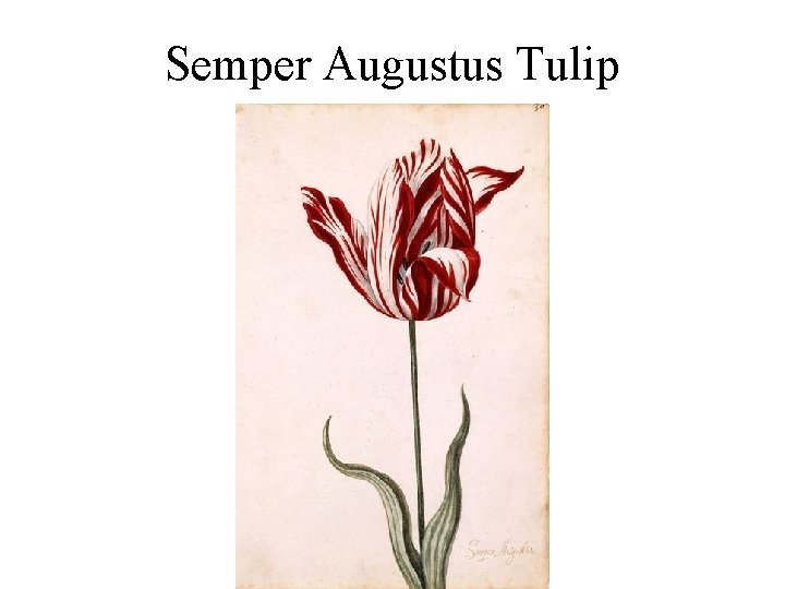Semper Augustus Tulip 