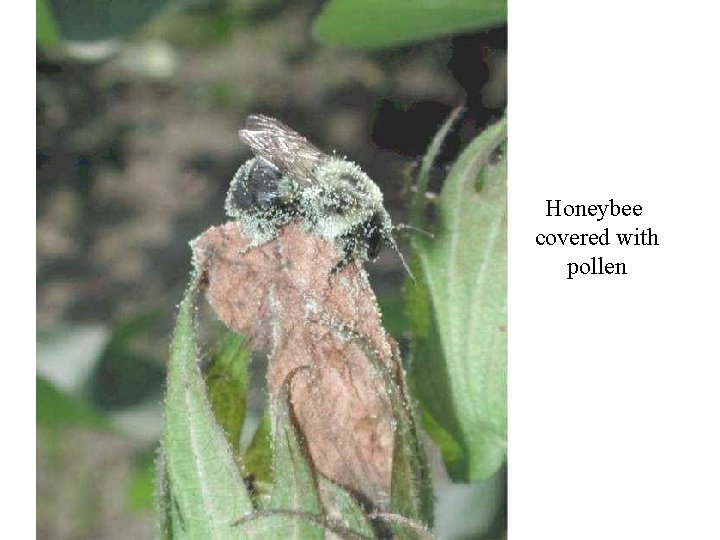 Honeybee covered with pollen 