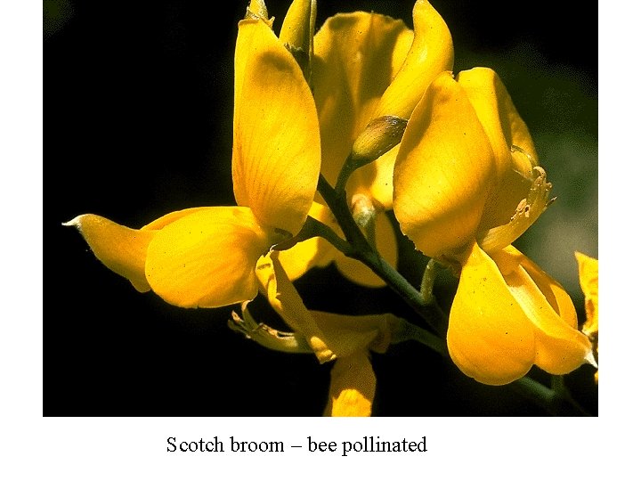 Scotch broom – bee pollinated 