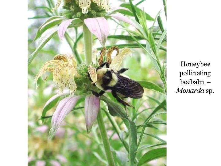 Honeybee pollinating beebalm – Monarda sp. 