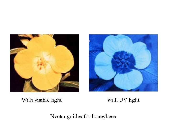 With visible light with UV light Nectar guides for honeybees 