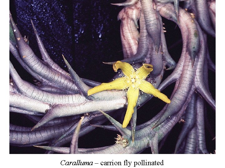 Caralluma – carrion fly pollinated 