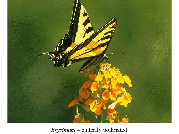 Erysimum – butterfly pollinated 