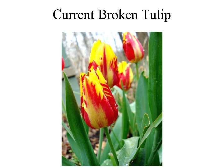 Current Broken Tulip 