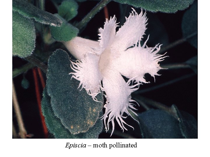 Episcia – moth pollinated 