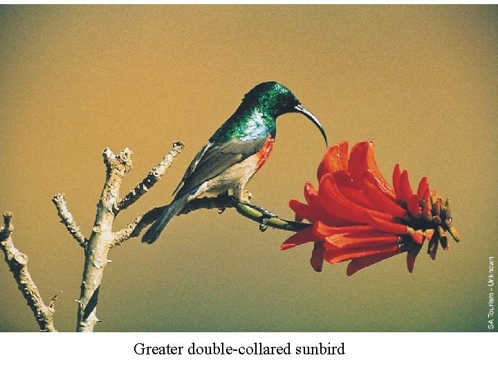 Greater double-collared sunbird 