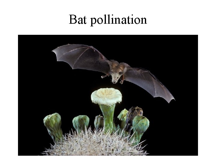 Bat pollination 