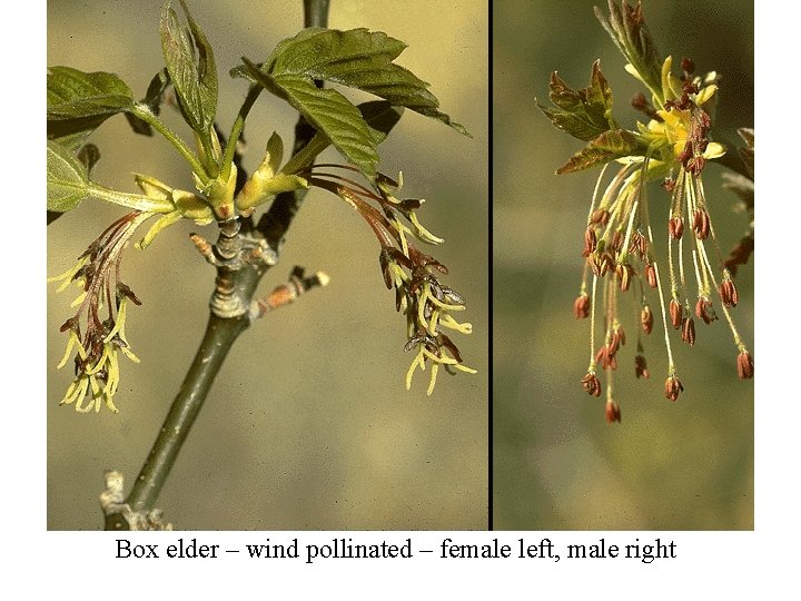 Box elder – wind pollinated – female left, male right 