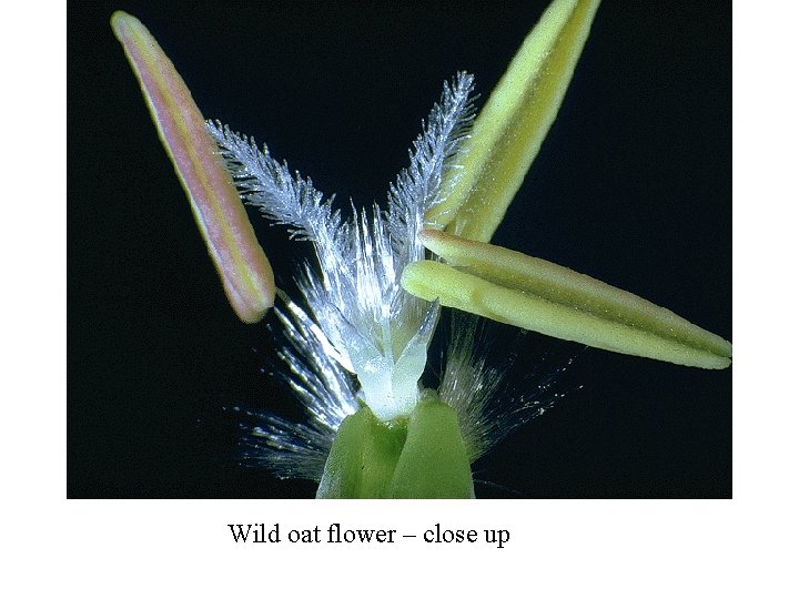 Wild oat flower – close up 