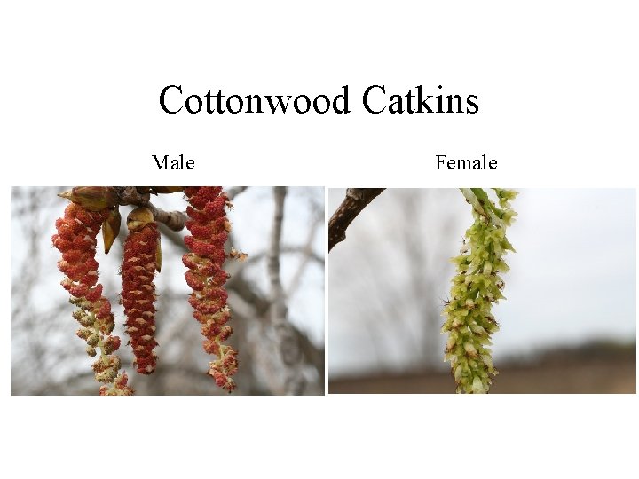 Cottonwood Catkins Male Female 