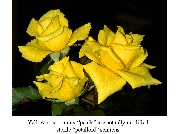 Yellow rose – many “petals” are actually modified sterile “petalloid” stamens 