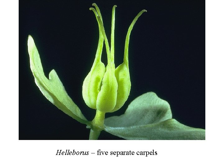 Helleborus – five separate carpels 
