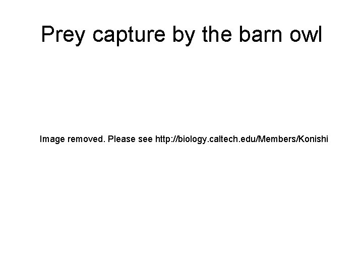 Prey capture by the barn owl Image removed. Please see http: //biology. caltech. edu/Members/Konishi