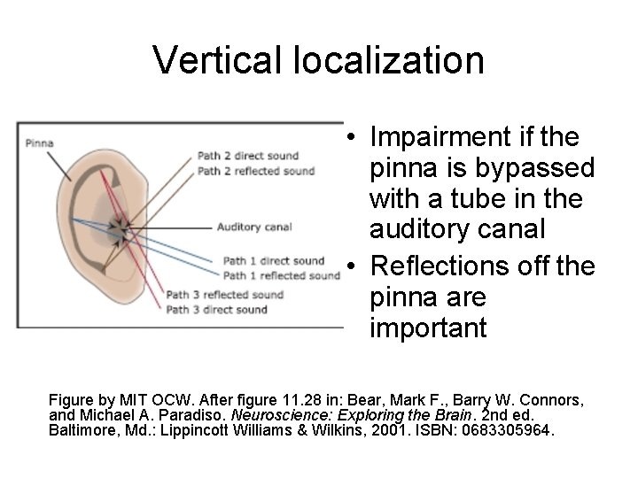 Vertical localization • Impairment if the pinna is bypassed with a tube in the