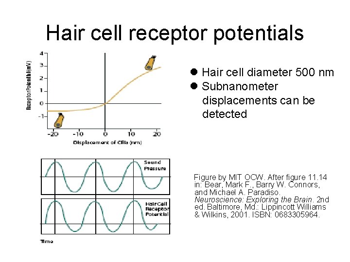 Hair cell receptor potentials l Hair cell diameter 500 nm l Subnanometer displacements can