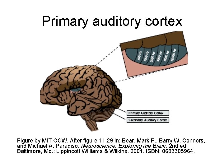 Primary auditory cortex Figure by MIT OCW. After figure 11. 29 in: Bear, Mark
