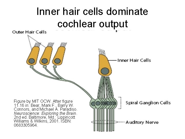 Inner hair cells dominate cochlear output Figure by MIT OCW. After figure 11. 16
