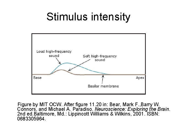 Stimulus intensity Figure by MIT OCW. After figure 11. 20 in: Bear, Mark F.