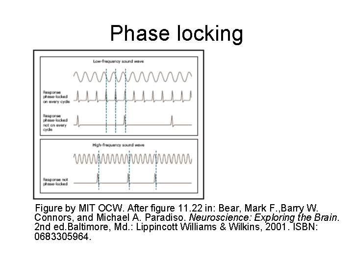 Phase locking Figure by MIT OCW. After figure 11. 22 in: Bear, Mark F.