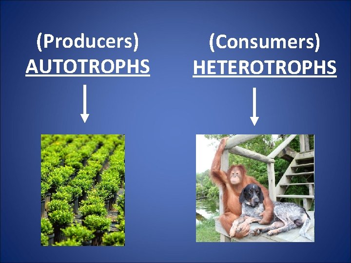 (Producers) AUTOTROPHS (Consumers) HETEROTROPHS 