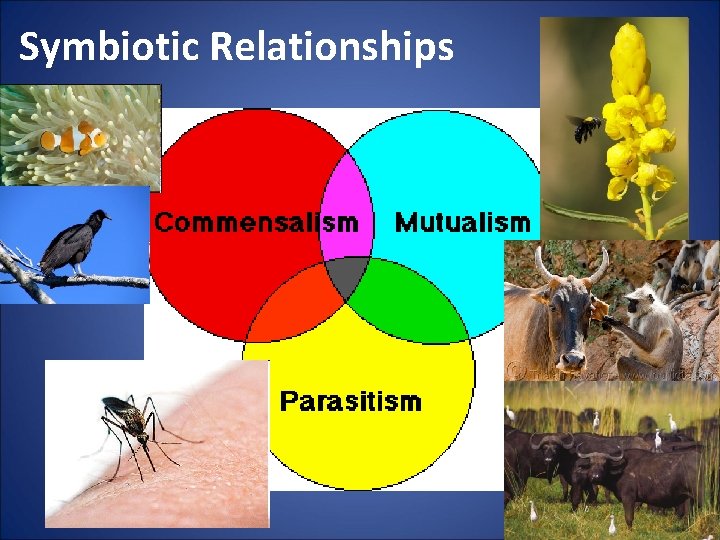 Symbiotic Relationships 