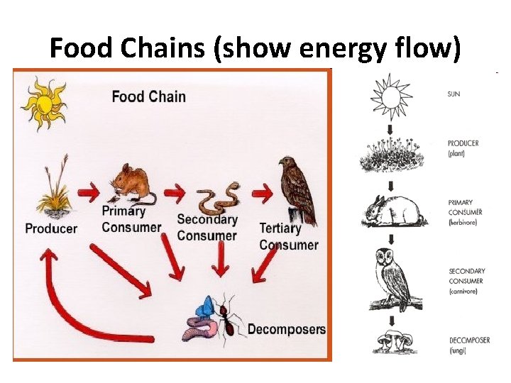 Food Chains (show energy flow) 