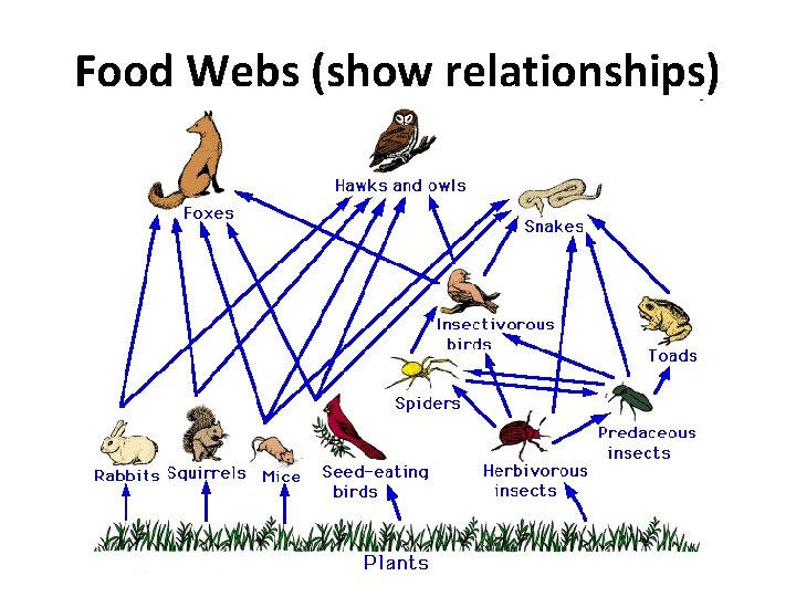Food Webs (show relationships) 