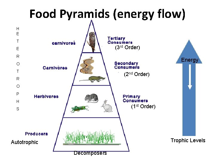 Food Pyramids (energy flow) H E T (3 rd Order) E R Energy O