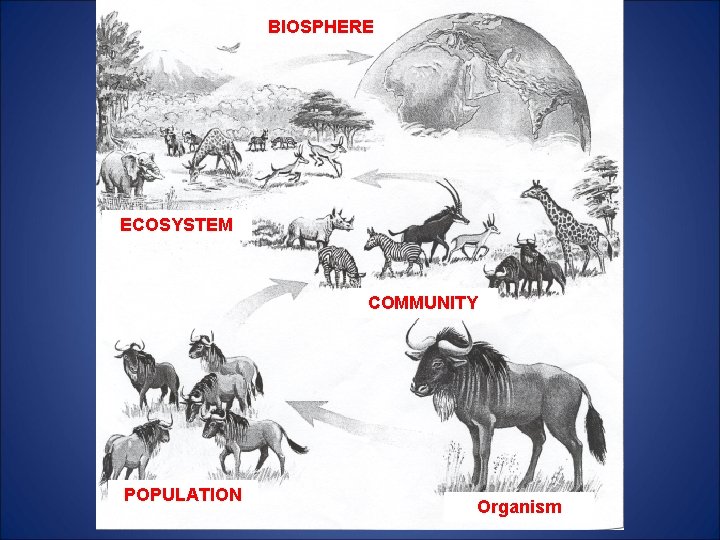 BIOSPHERE ECOSYSTEM COMMUNITY POPULATION Organism 