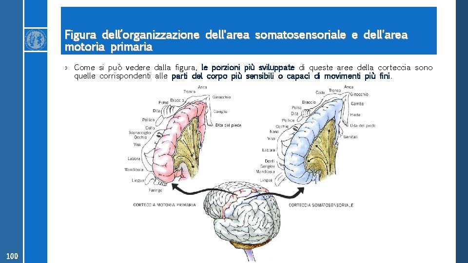 Figura dell’organizzazione dell'area somatosensoriale e dell'area motoria primaria › Come si può vedere dalla