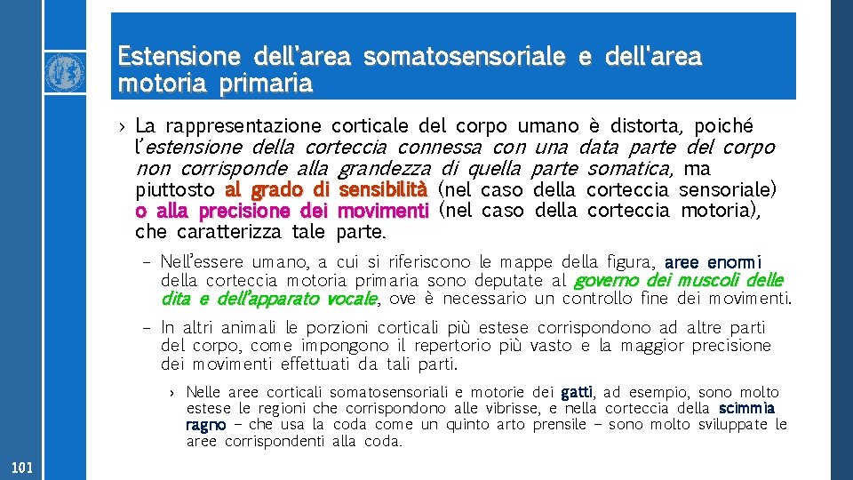 Estensione dell'area somatosensoriale e dell'area motoria primaria › La rappresentazione corticale del corpo umano