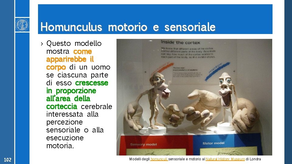 Homunculus motorio e sensoriale › Questo modello mostra come apparirebbe il corpo di un