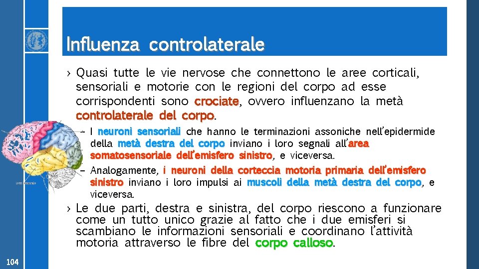 Influenza controlaterale › Quasi tutte le vie nervose che connettono le aree corticali, sensoriali