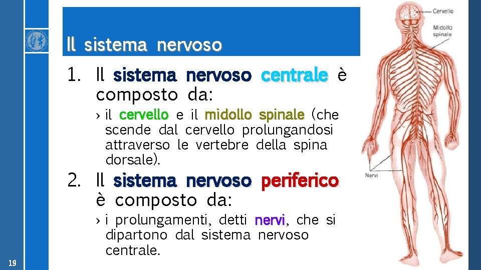 Il sistema nervoso 1. Il sistema nervoso centrale è composto da: › il cervello