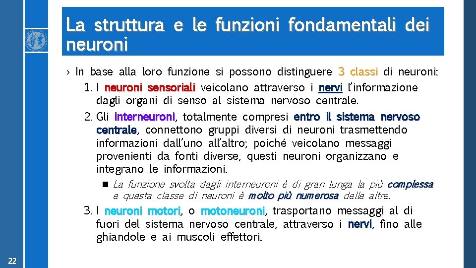 La struttura e le funzioni fondamentali dei neuroni › In base alla loro funzione