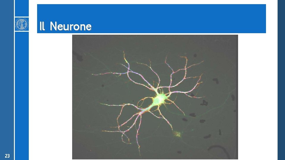 Il Neurone 23 