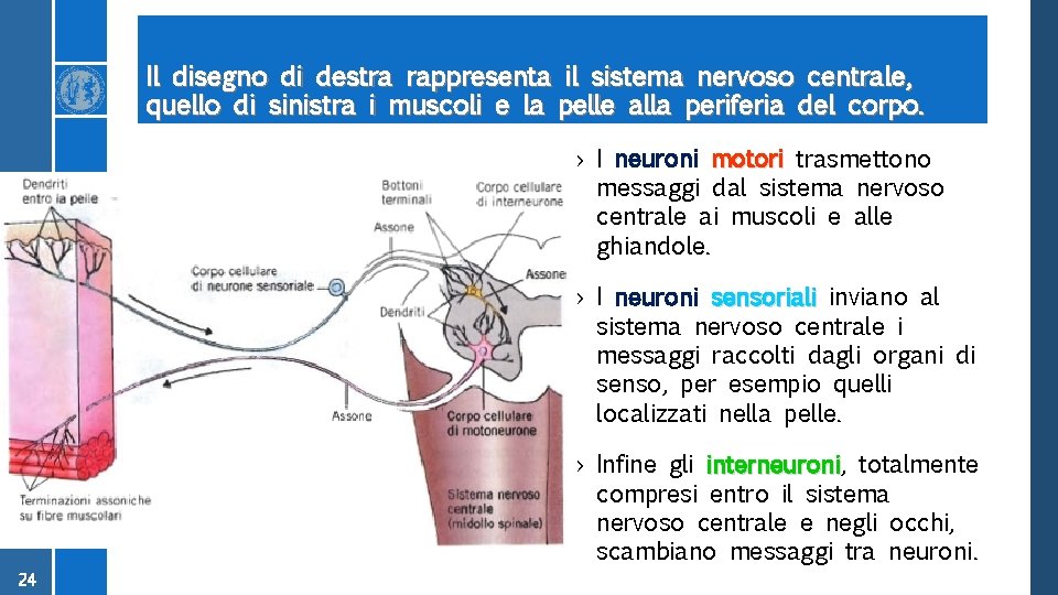 Il disegno di destra rappresenta il sistema nervoso centrale, quello di sinistra i muscoli