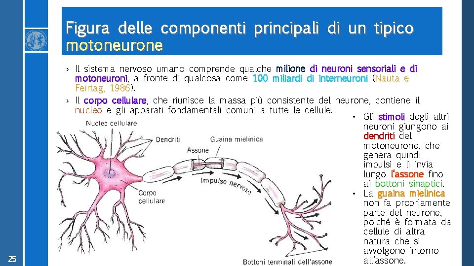 Figura delle componenti principali di un tipico motoneurone 25 › Il sistema nervoso umano