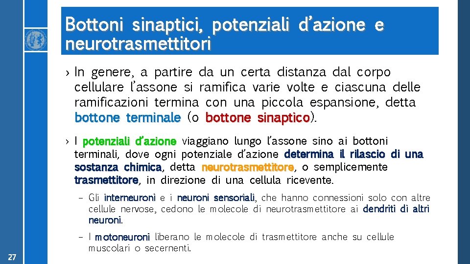 Bottoni sinaptici, potenziali d’azione e neurotrasmettitori › In genere, a partire da un certa
