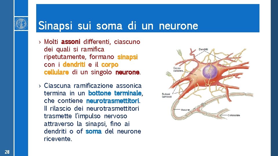 Sinapsi sui soma di un neurone › Molti assoni differenti, ciascuno dei quali si