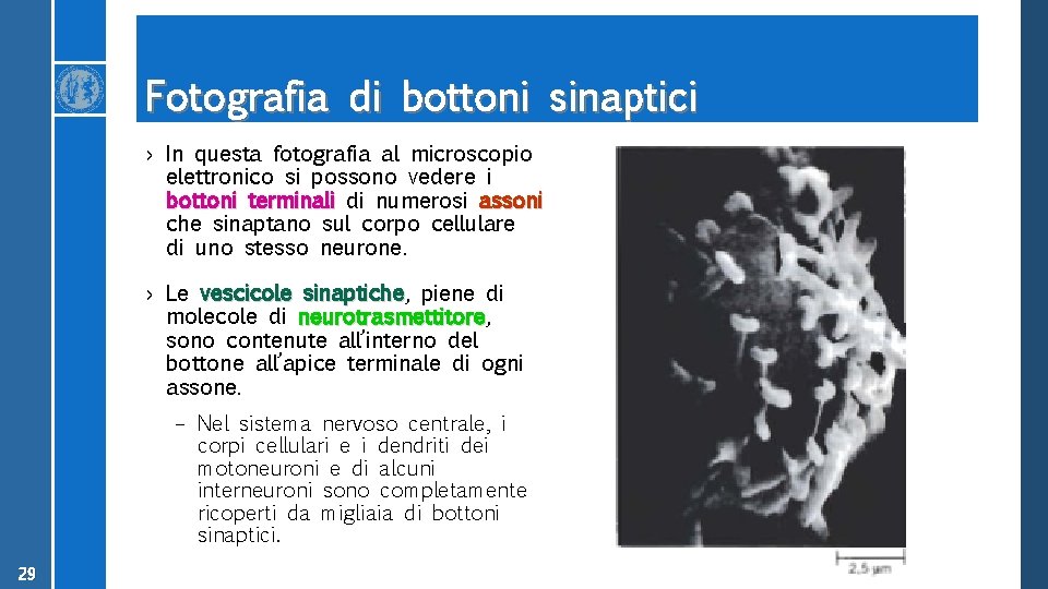 Fotografia di bottoni sinaptici › In questa fotografia al microscopio elettronico si possono vedere