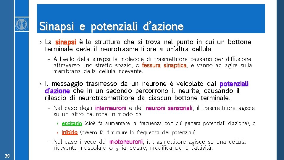 Sinapsi e potenziali d’azione › La sinapsi è la struttura che si trova nel