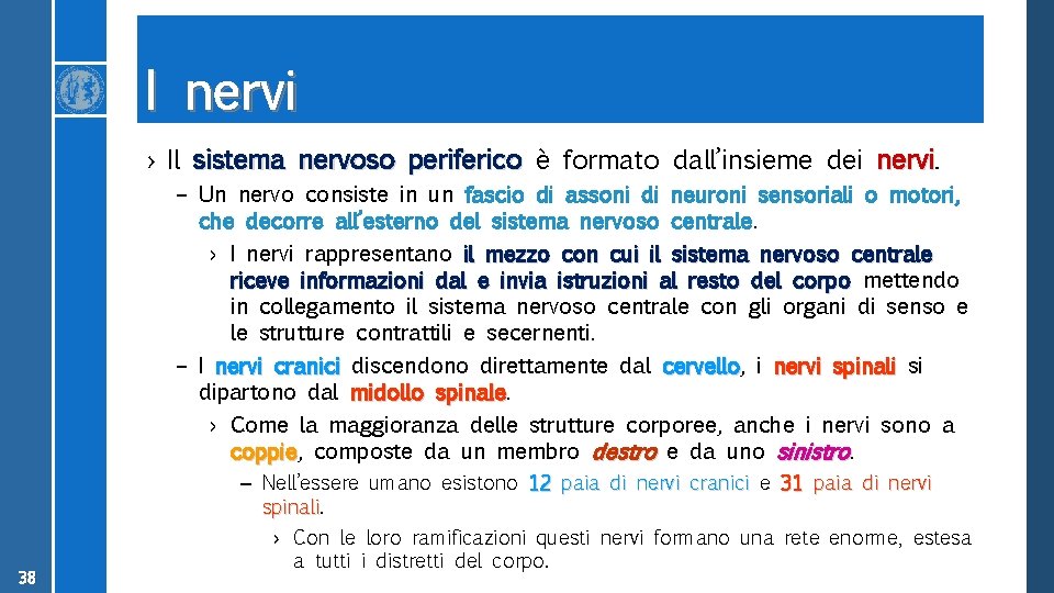 I nervi › Il sistema nervoso periferico è formato dall’insieme dei nervi – Un