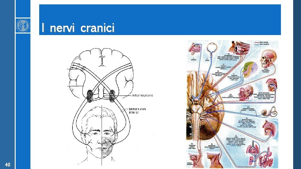 I nervi cranici 40 
