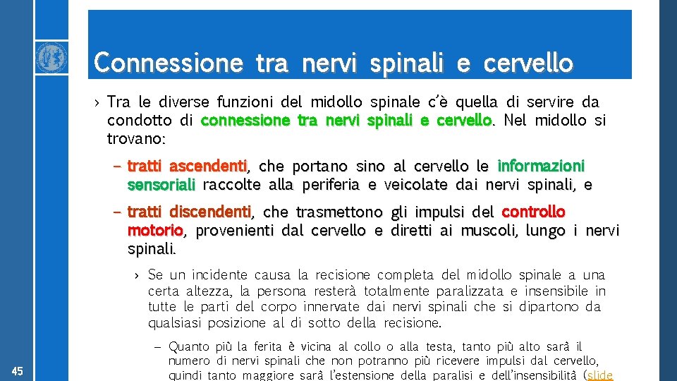 Connessione tra nervi spinali e cervello › Tra le diverse funzioni del midollo spinale