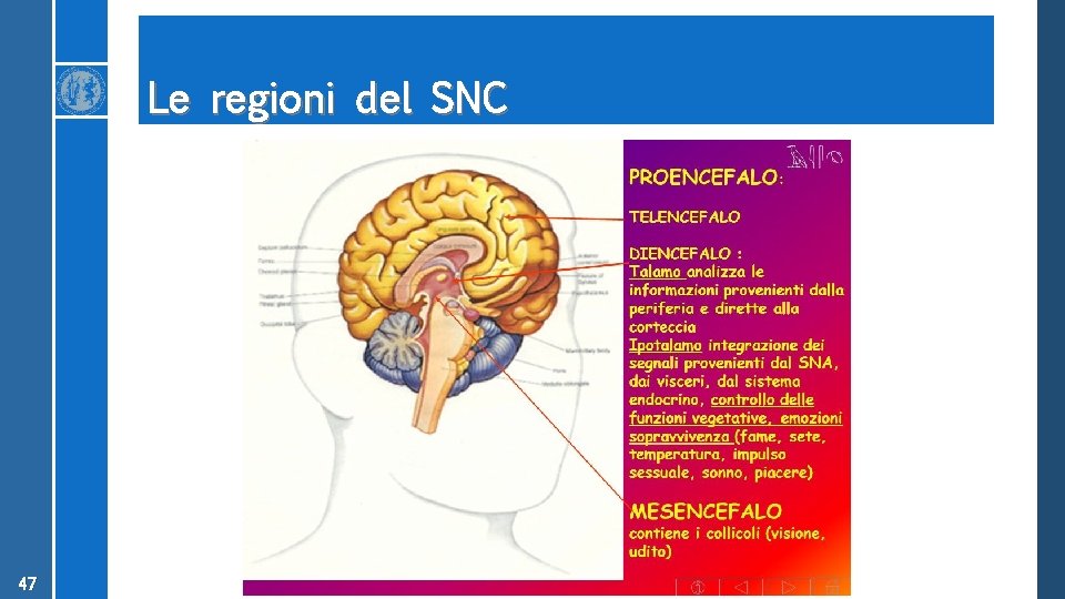 Le regioni del SNC 47 